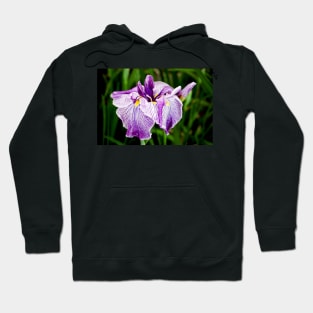 Exotica Hoodie